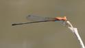 Neoneura amelia (Amelia's Threadtail) male-3.jpg